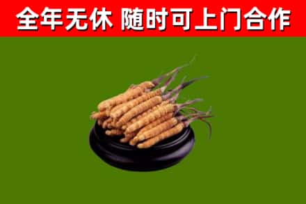 聂荣县烟酒回收冬虫夏草.jpg